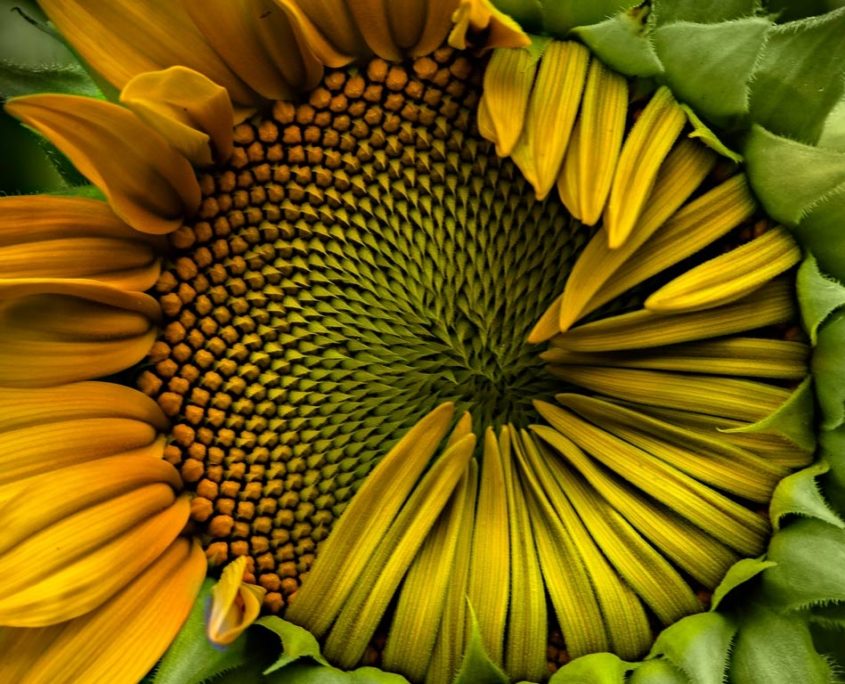 botanica